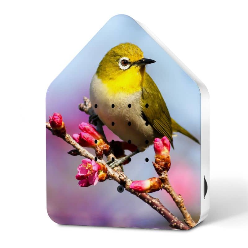 Zwitscherbox Zilveroog huisje met ontspannende vogelgeluiden, ideaal voor een rustgevende sfeer in huis.